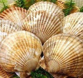SÒ ĐIỆP NHẬT NGUYÊN CON